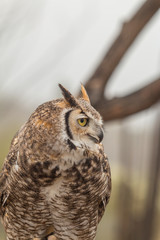 Great Horned Owl Portrait