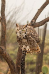 Great Horned Owl