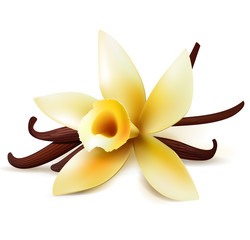 Vanilla flower and pods - 78346421