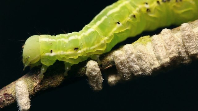 Caterpillar parasitized by an  Ichneumon wasp