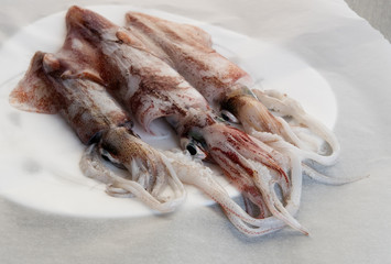 Fresh squids on wooden table