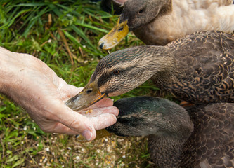 Ducks Eating Out of a Man's Hand