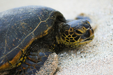 Beached sea turtle on the sandy Kona beach located in Hawaii