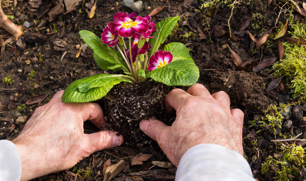 Man Planting Primroses in the Garden