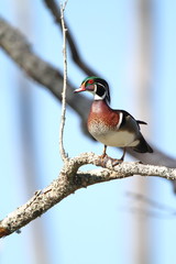 Male Wood Duck