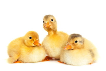 Fluffy baby ducklings