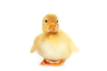 Obraz premium Fluffy yellow baby duckling