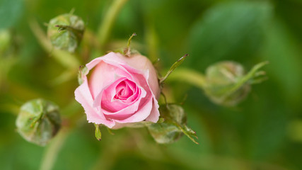 Rose and Buds