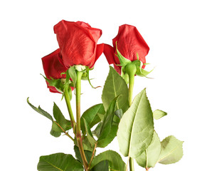 Three red roses composition
