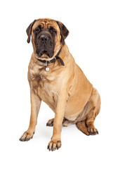 Giant Mastiff Dog Sitting