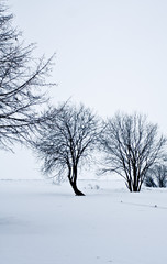 Fototapeta na wymiar snow desert with trees, loneliness and sadness