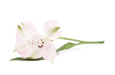 Alstroemeria flower isolated