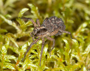 Female Pardosa wolf spider with baby spiders on her back