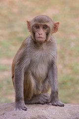 Rhesus Macaque sitting at Tughlaqabad Fort, Delhi, India