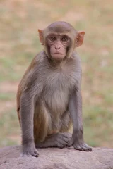 Gordijnen Rhesus Macaque sitting at Tughlaqabad Fort, Delhi, India © donyanedomam