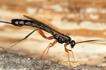 Parasite wasp on wood