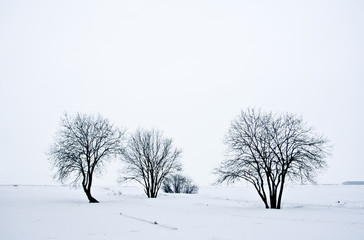 Fototapeta na wymiar snow desert with trees, loneliness and sadness