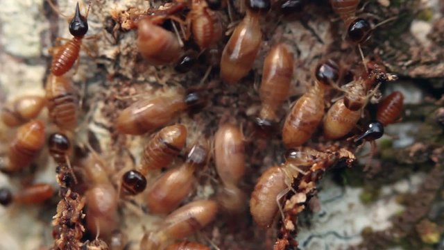 Termites workers running in a tunnel on a tree trunk