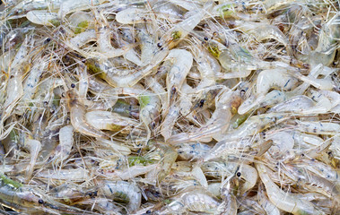 tiny freshwater shrimp - Penaeopsis avirostris