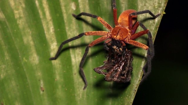 Platorid crab spider eating another spider