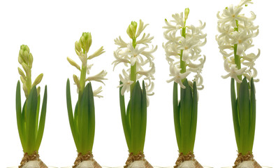 White Hyacinth Series