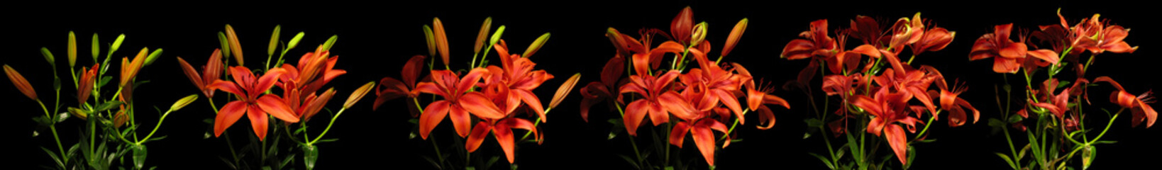 Fototapeta na wymiar Lily Flower Series