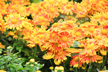 Flower bed of yellow chrysanthemums flower in garden