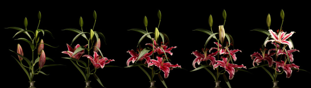 Fototapeta Lily Flower Series