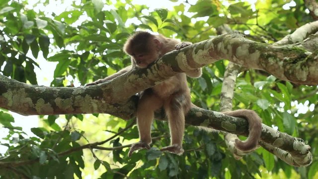 White-fronted Capuchin Monkeys (Cebus albifrons)