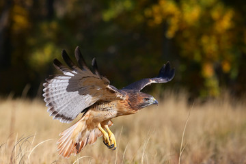 Red-tailed hawk in flight