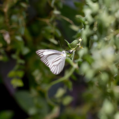 White and black butterfly