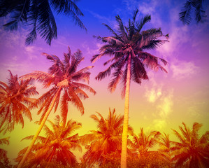 Fototapeta na wymiar Palm trees at sunset, color toning applied.