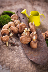 Flower bulbs and trowel