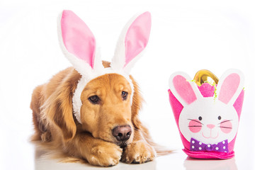 Sad dog in bunny ears