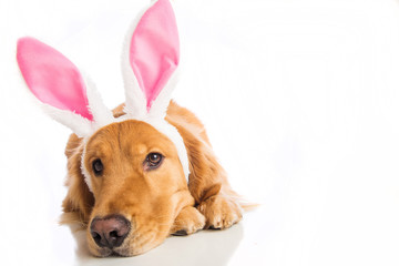 Easter Dog