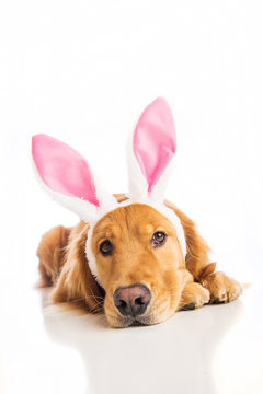 easter bunny dog