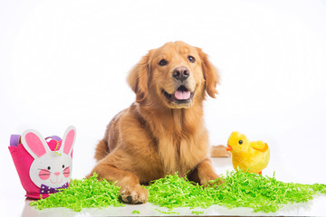 Easter Dog