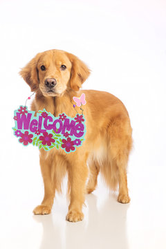 Dog holding welcome sign