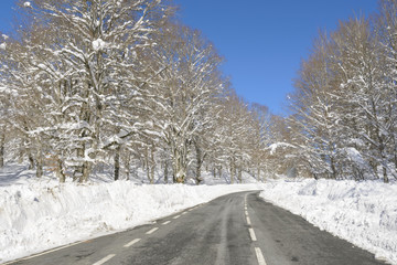 Obraz premium Road through snowy forest, Basque Country (Spain)