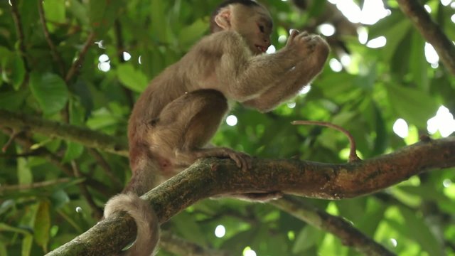White-fronted Capuchin Monkeys (Cebus albifrons)