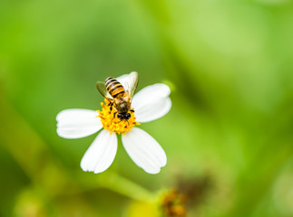 bee eat pollen of flower