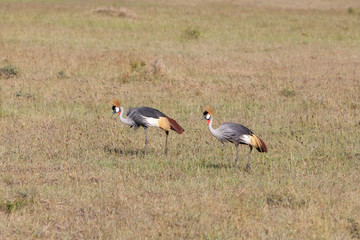 Crowned Crane