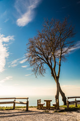 Fototapeta na wymiar trees with bench on the sea of Italy
