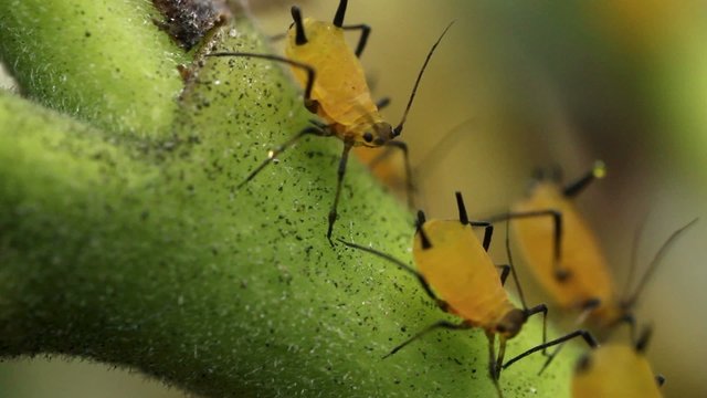 Oleander Aphids (Aphis nerii)
