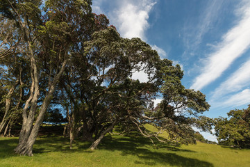 gnarled Pohutukawa trees