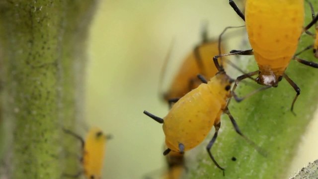 Oleander Aphids (Aphis nerii)