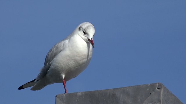 Sitzende M&ouml;we