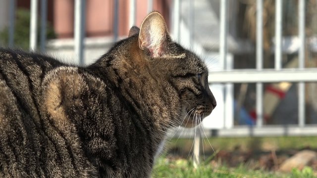 Grau getigerte Katze