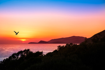 hovering raptor with a beautiful sunset over the ocean