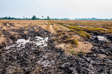 Rice field after cultivation